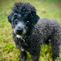 Thumbnail photo of Valkyrie Aug 25 - In Foster in Raleigh, NC #3