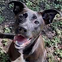 Thumbnail photo of Pulga *VIP* #1