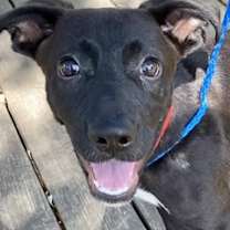 Thumbnail photo of Pulga *VIP* #3