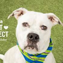 Thumbnail photo of Libra #1