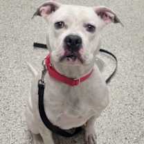 Thumbnail photo of Libra #3