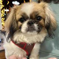 Thumbnail photo of Custard #1