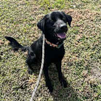 Thumbnail photo of Dane #1