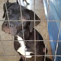 Thumbnail photo of Aiden #2