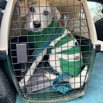 Thumbnail photo of Buster~ #1