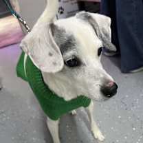 Thumbnail photo of Buster~ #2