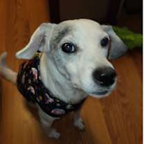 Thumbnail photo of Buster~ #3