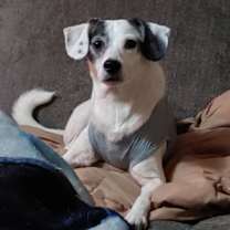 Thumbnail photo of Buster~ #4