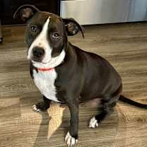 Thumbnail photo of Jay #4