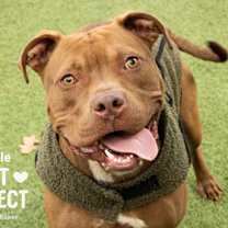 Thumbnail photo of Scuttle #1