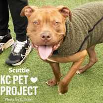 Thumbnail photo of Scuttle #2