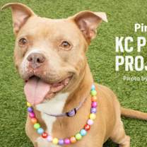 Thumbnail photo of Pinta #1