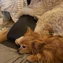 Thumbnail photo of Devon JC #4