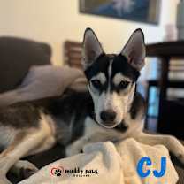 Thumbnail photo of CJ (Courtesy Post) #2