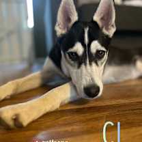 Thumbnail photo of CJ (Courtesy Post) #3