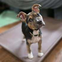 Thumbnail photo of Jude #1