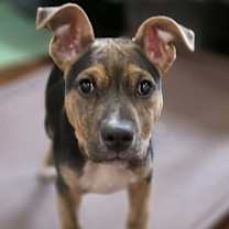 Thumbnail photo of Jude #3