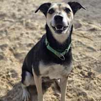 Thumbnail photo of Sweetie - 25296 #2