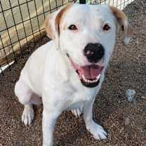 Thumbnail photo of Falco #1