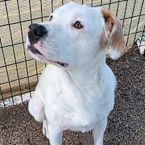 Thumbnail photo of Falco #3