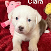 Thumbnail photo of Christmas Paws :  Clara #1