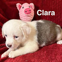 Thumbnail photo of Christmas Paws :  Clara #2