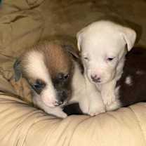 Thumbnail photo of Christmas Paws :  Clara #3