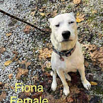 Thumbnail photo of Christmas Paws :  Clara #4