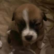 Thumbnail photo of Christmas Paws :  Figgy #3