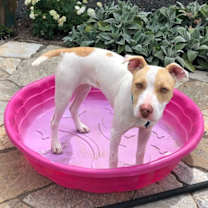 Thumbnail photo of Roulette #4