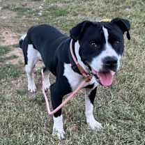 Thumbnail photo of Gunner "Sampson" #2