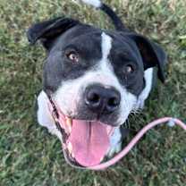 Thumbnail photo of Gunner "Sampson" #3