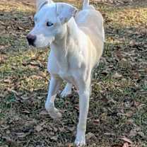 Thumbnail photo of Patches #1