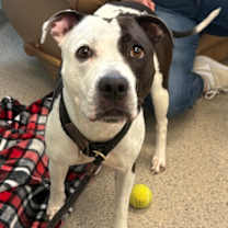 Thumbnail photo of Dolphin #1