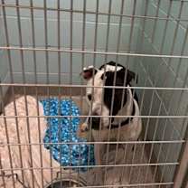 Thumbnail photo of Dolphin #2