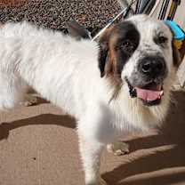 Thumbnail photo of Boone #1