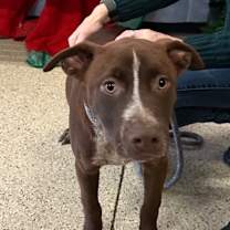 Thumbnail photo of Copper #2