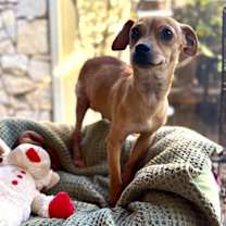 Thumbnail photo of Brisket #1