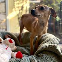 Thumbnail photo of Brisket #2