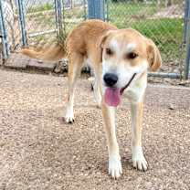 Thumbnail photo of Chuy 25-10-145 #3