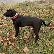 Thumbnail photo of Hank #1