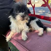 Thumbnail photo of Snickers #1