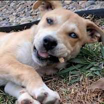 Thumbnail photo of Nala #2