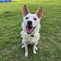 Thumbnail photo of RIKKO #1