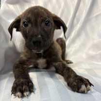 Thumbnail photo of KETTLES #3