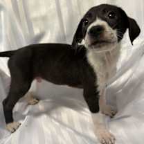 Thumbnail photo of Lays #1