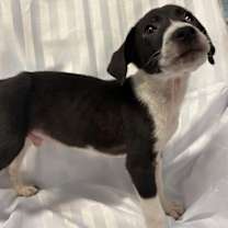 Thumbnail photo of Lays #2