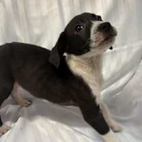 Thumbnail photo of Lays #3