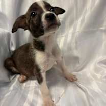 Thumbnail photo of CHEETOS #2