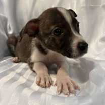 Thumbnail photo of CHEETOS #3